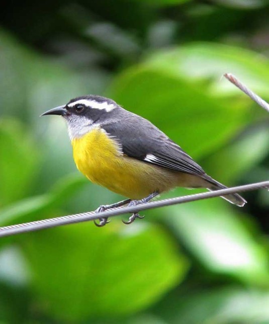 Photo of Bananaquit