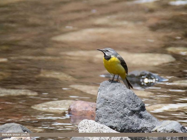 Photo of Grey Wagtail