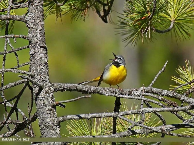 Photo of Grey Wagtail