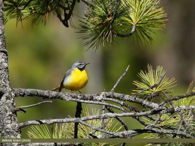 Photo of Grey Wagtail