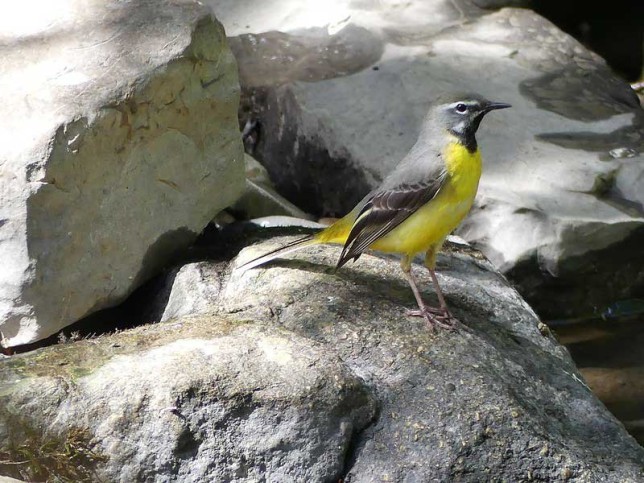 Photo of Grey Wagtail