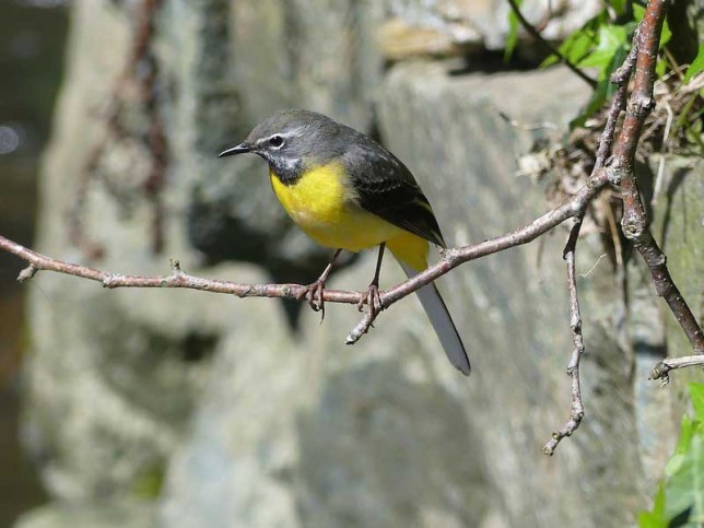 Photo of Grey Wagtail