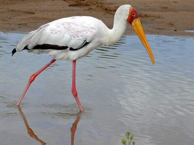 Photo of Yellow-billed Stork
