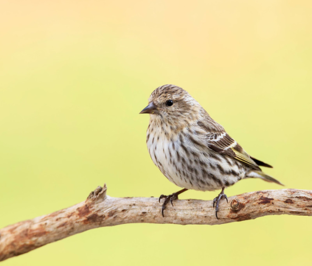 Photo of Pine Siskin
