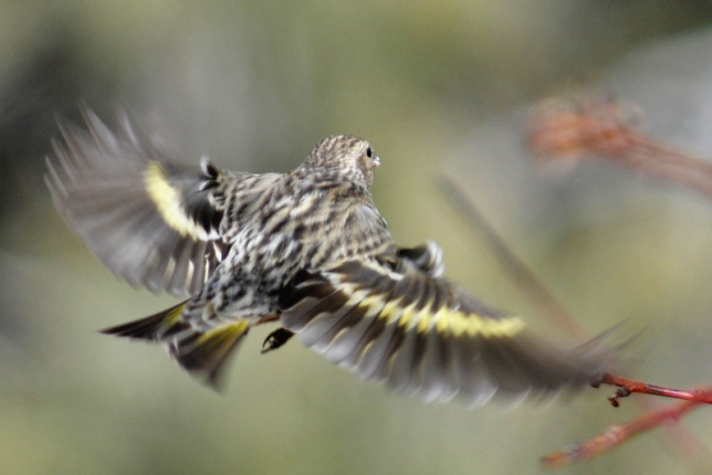 Photo of Pine Siskin