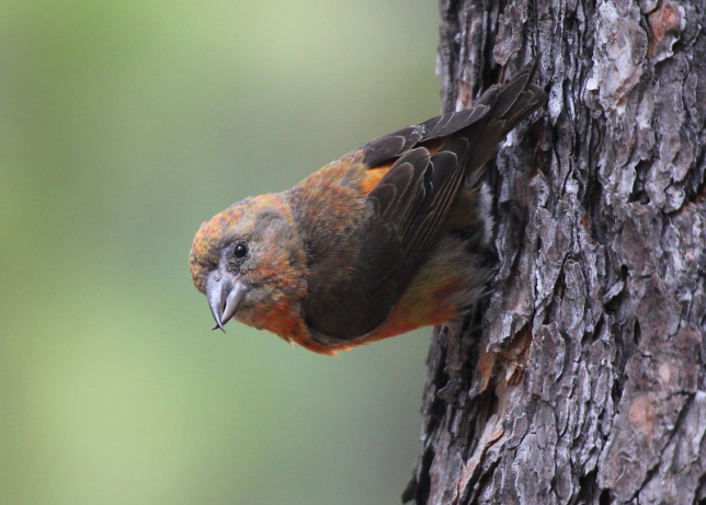 Photo of Red Crossbill