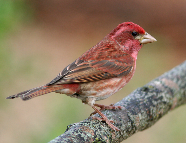Photo of Purple Finch
