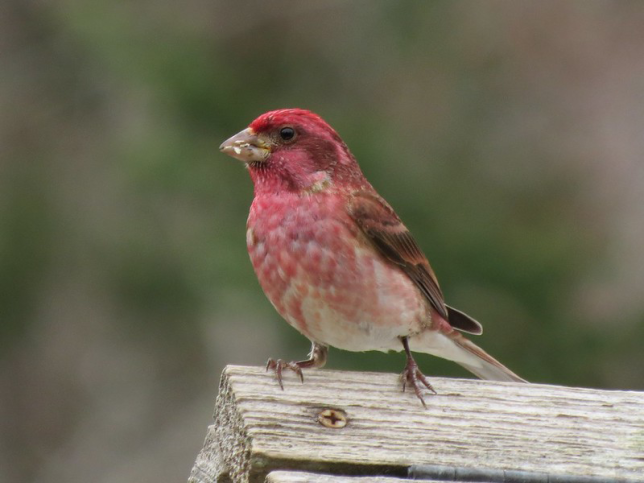 Photo of Purple Finch