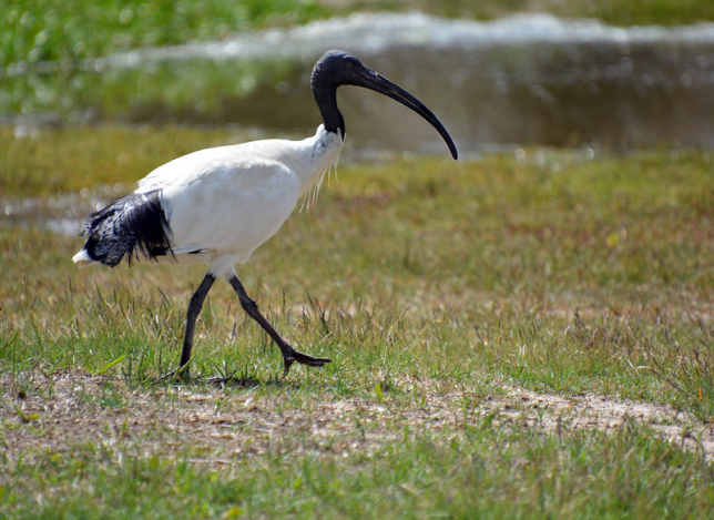 Photo of Australian Ibis