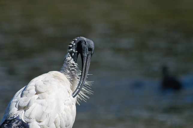 Photo of Australian Ibis
