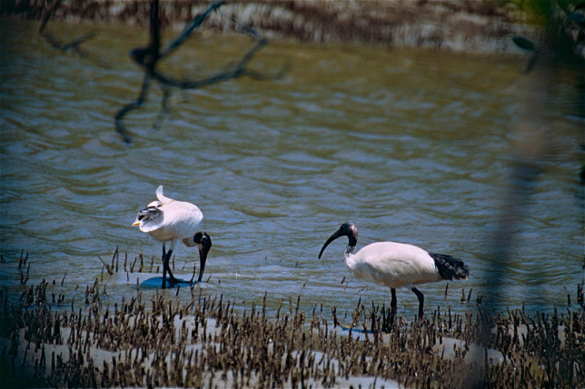 Photo of Australian Ibis