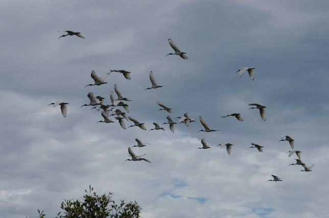 Photo of Australian Ibis