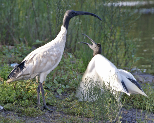 Photo of Australian Ibis
