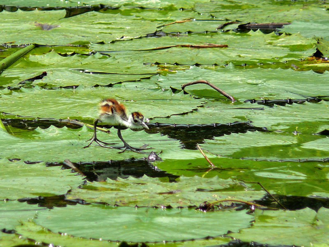 Photo of African Jacana