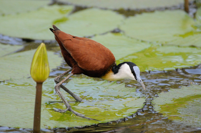 Photo of African Jacana