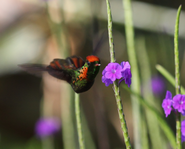 Photo of Tufted Coquette