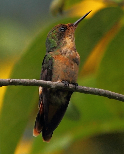Photo of Tufted Coquette
