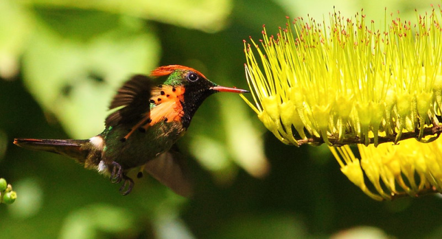 Photo of Tufted Coquette