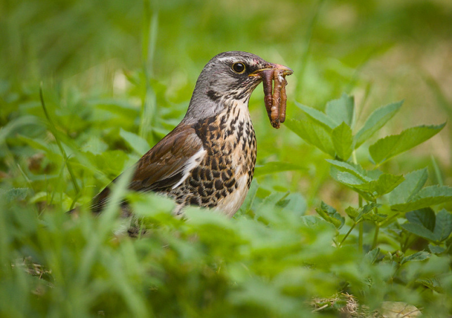 Photo of Fieldfare