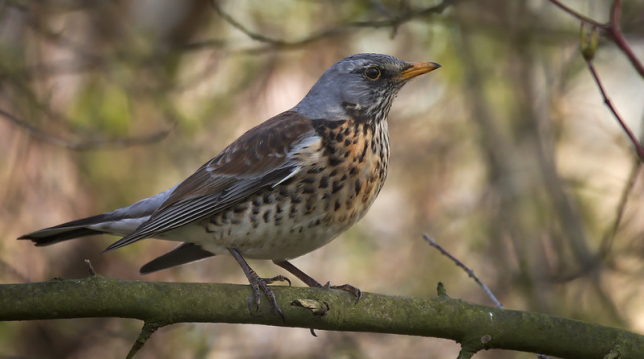 Photo of Fieldfare