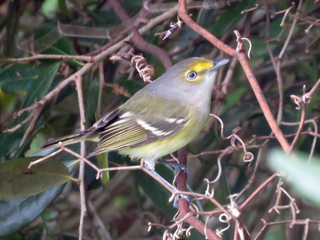 Photo of White-eyed Vireo