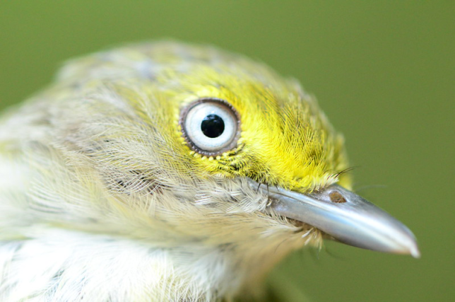 Photo of White-eyed Vireo