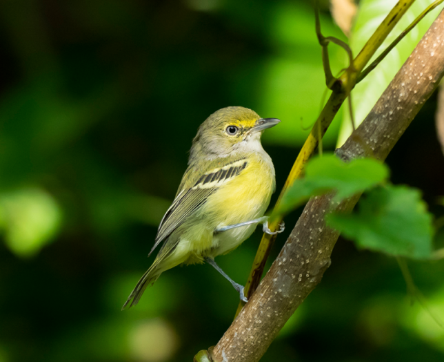 Photo of White-eyed Vireo