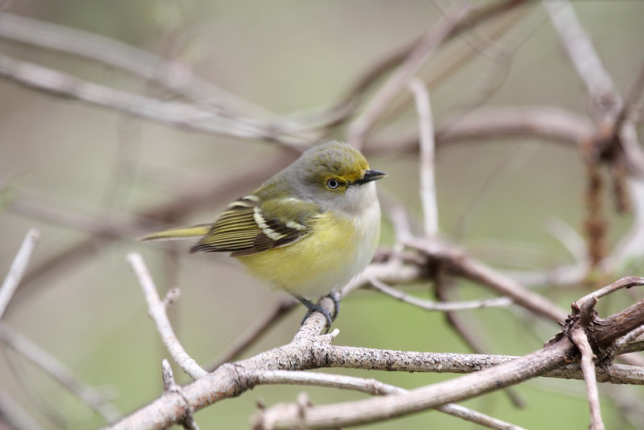 Photo of White-eyed Vireo