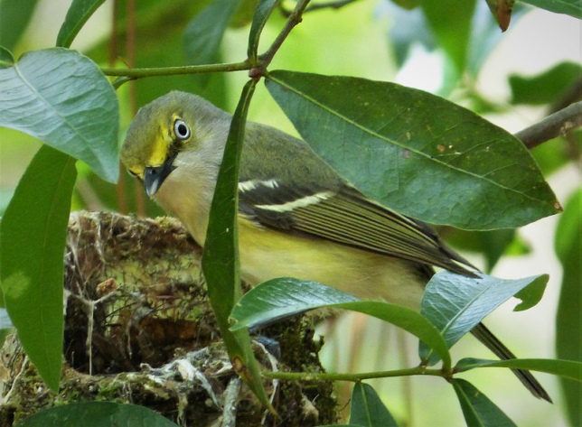Photo of White-eyed Vireo