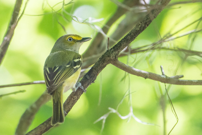 Photo of White-eyed Vireo
