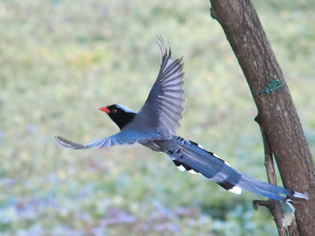 Photo of Red-billed Blue-Magpie