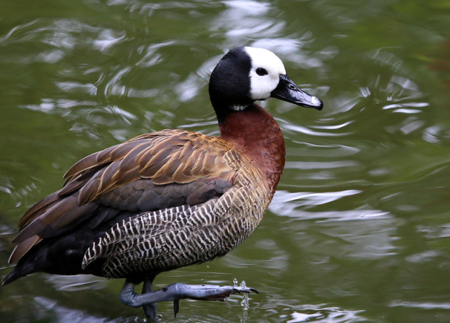 Photo of White-faced Whistling-Duck