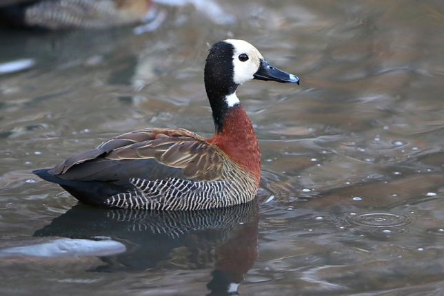 Photo of White-faced Whistling-Duck