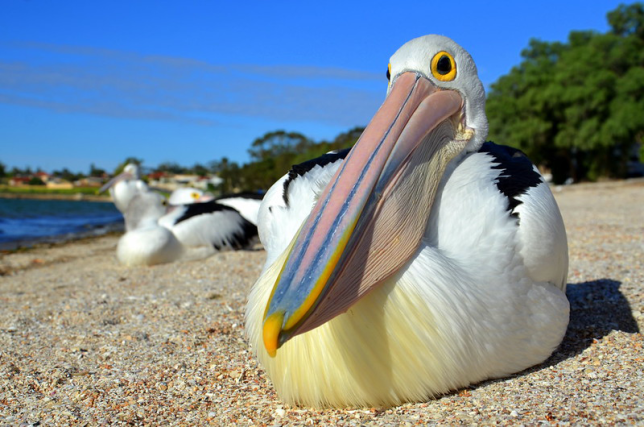 Photo of Australian Pelican