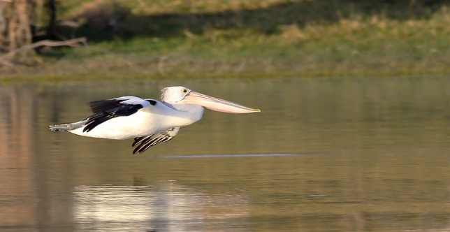 Photo of Australian Pelican