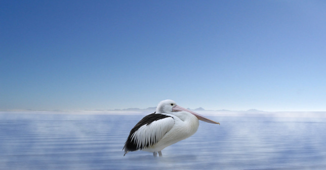 Photo of Australian Pelican