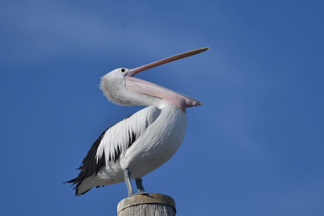 Photo of Australian Pelican