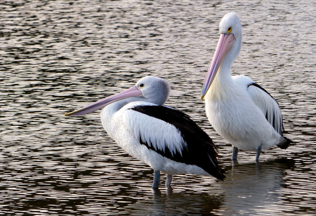 Photo of Australian Pelican