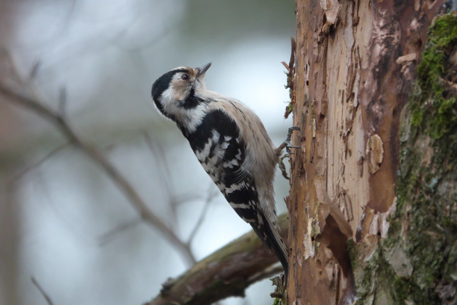 Photo of Lesser Spotted Woodpecker