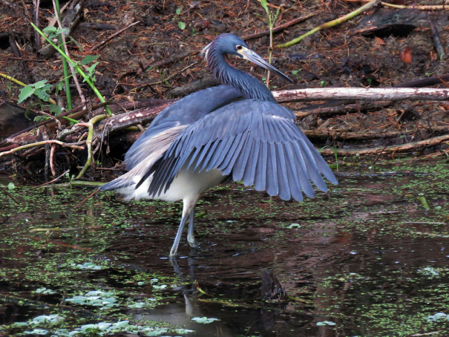Photo of Tricolored Heron