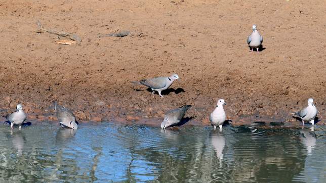 Photo of Ring-necked Dove