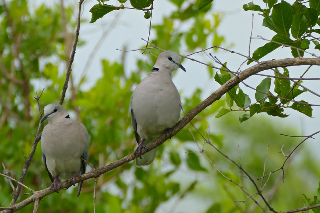 Photo of Ring-necked Dove
