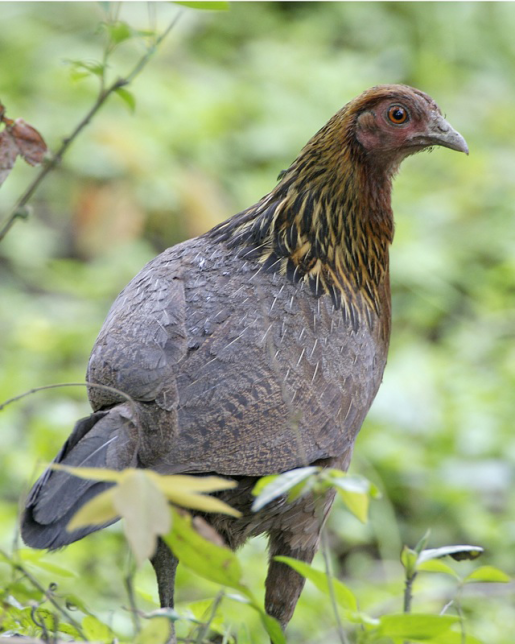 Photo of Red Junglefowl