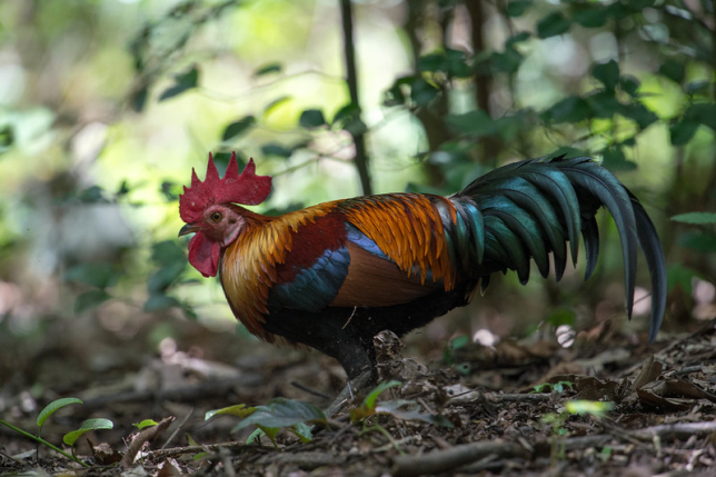 Photo of Red Junglefowl