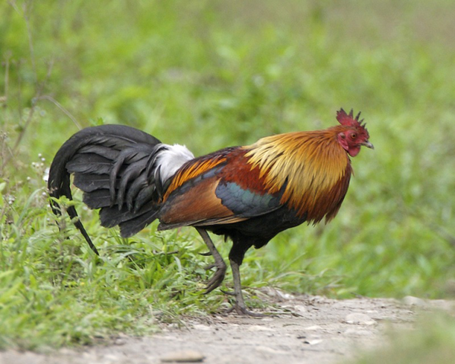 Photo of Red Junglefowl