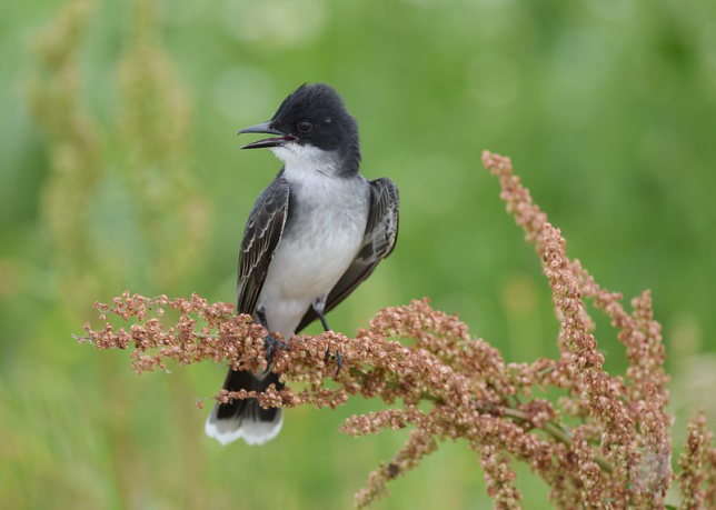 Photo of Eastern Kingbird