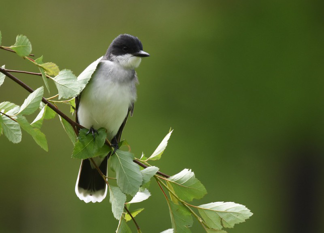 Photo of Eastern Kingbird
