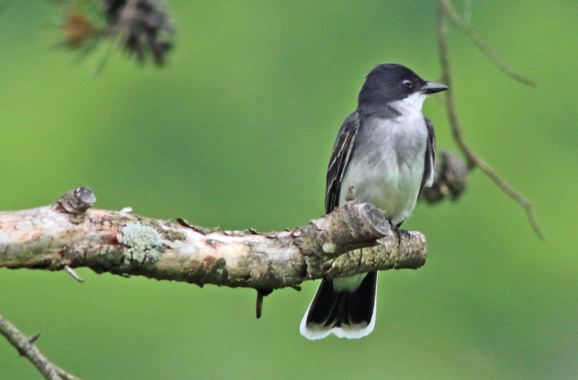 Photo of Eastern Kingbird