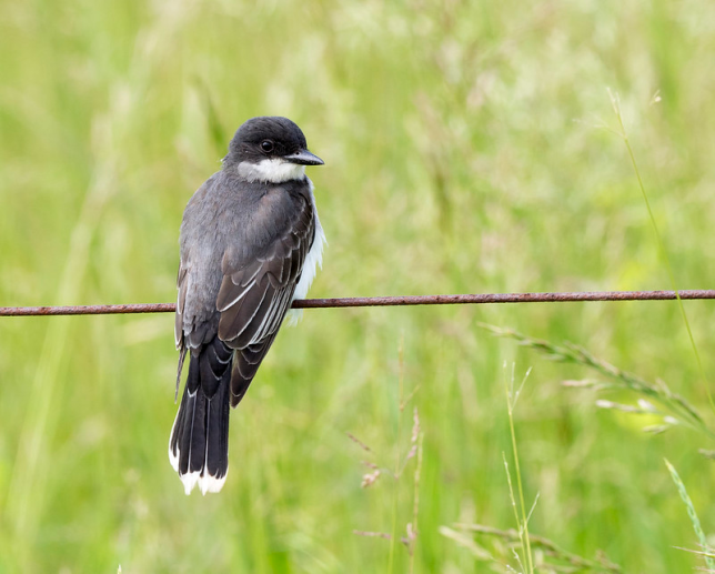 Photo of Eastern Kingbird
