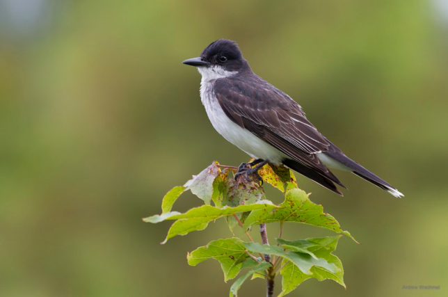 Photo of Eastern Kingbird